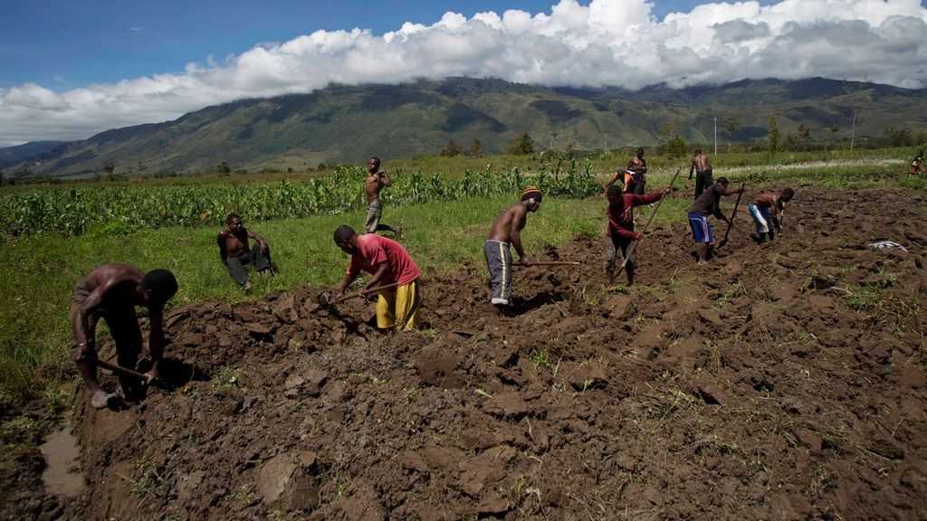 Program Lumbung Pangan Tak Atasi Masalah Papua