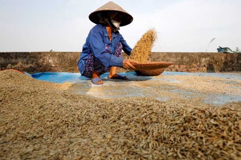 Program Mencetak Sawah, Pemerintah Sri Lanka Mengimbau Petani untuk Menanam Lebih Banyak Beras saat Krisis Pangan Mengancam