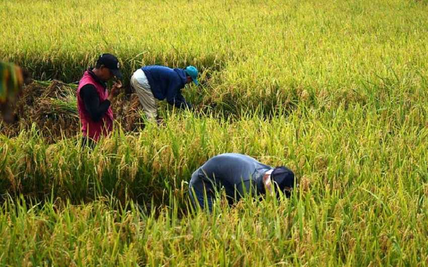 Program Regenerasi Petani Urgen