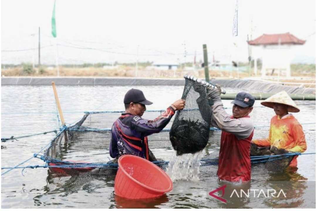 Program Smart Fisheris Village Tingkatkan Realisasi PNBP Layanan Perikanan
