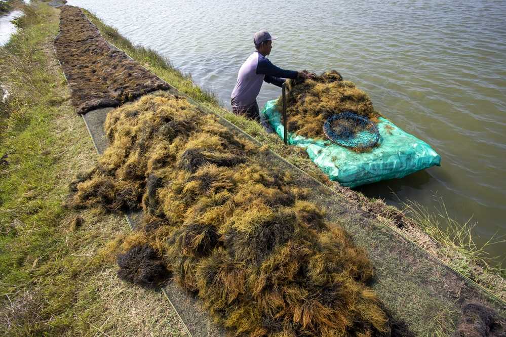 Prospek Industri Olahan Rumput Laut Menjanjikan