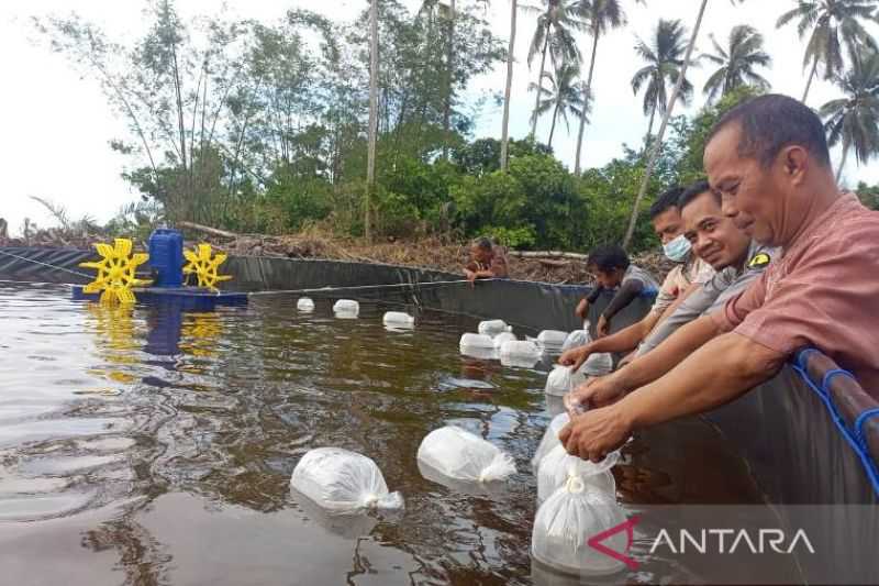 PT Timah Bagikan 500.000 Bibit Udang Vaname ke Nelayan Tradisional di Bangka Belitung. Dorong Perekonomian Masyarakat Pesisir