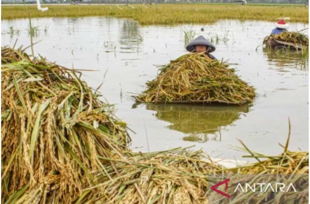 Puluhan Hektare Sawah di Karawang Terendam Banjir