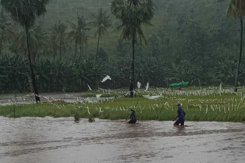 Puluhan Hektare Sawah Rusak Diterjang Banjir Bandang di Bima