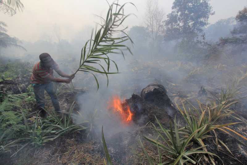 Puncak Musim Hujan tapi Kabupaten Kota Riau Malah Didorong Tetapkan Status Siaga Darurat Kebakaran Hutan