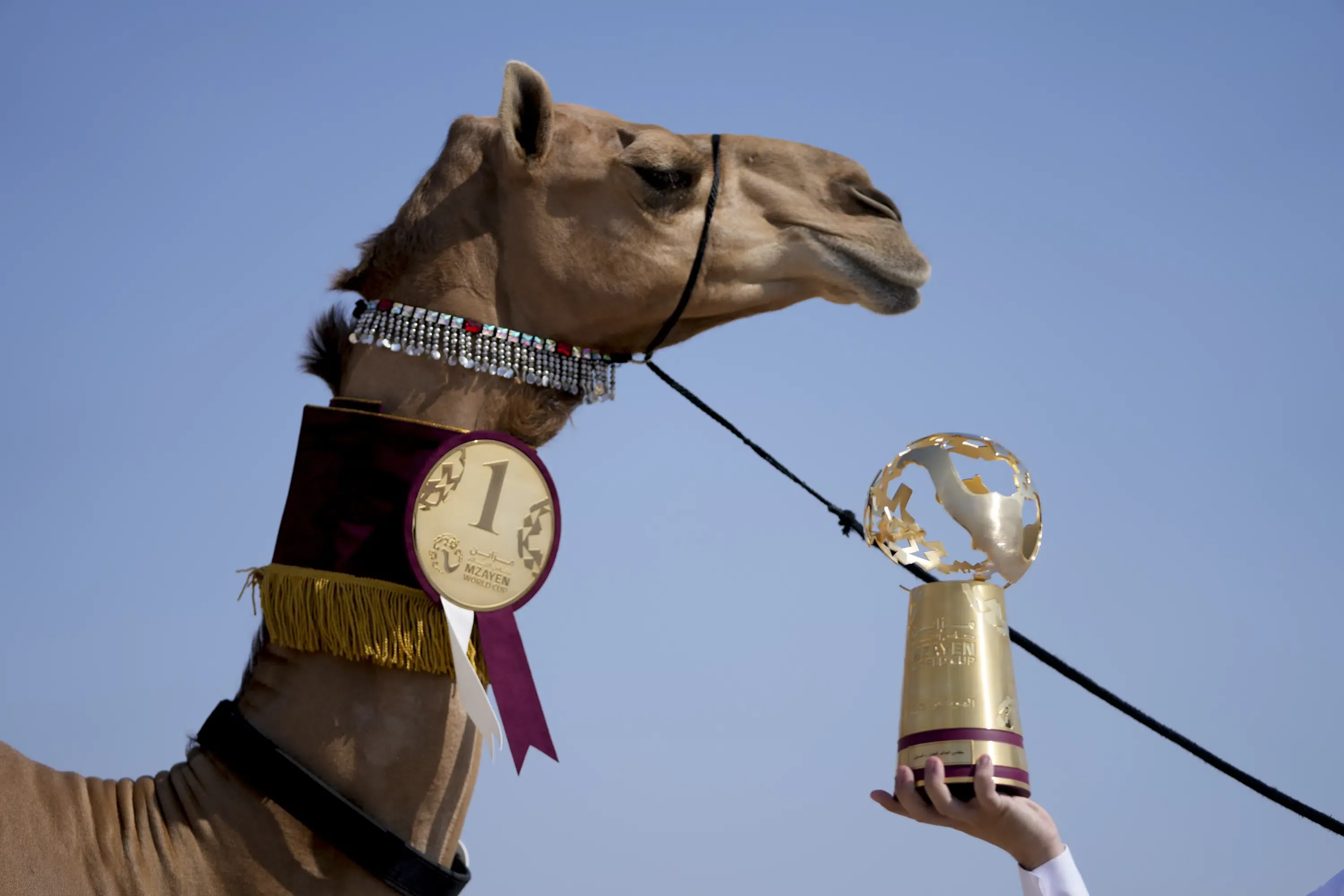 Qatar Gelar Kontes Kecantikan Unta, Hadiahnya Hampir 1 Miliar!