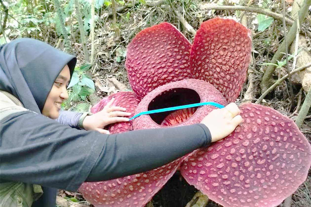 Rafflesia Jenis Tuan-Mudae Mekar Sempurna di Marambuang Agam