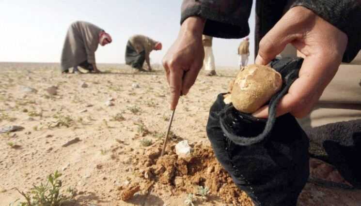 Ranjau Darat ISIS Tewaskan 14 Pencari Jamur di Gurun Suriah