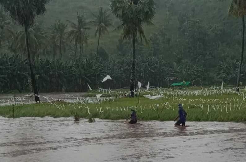 Ratusan Petani Terpukul, Banjir Rendam 41 Ha Lahan Sawah di Bima NTB