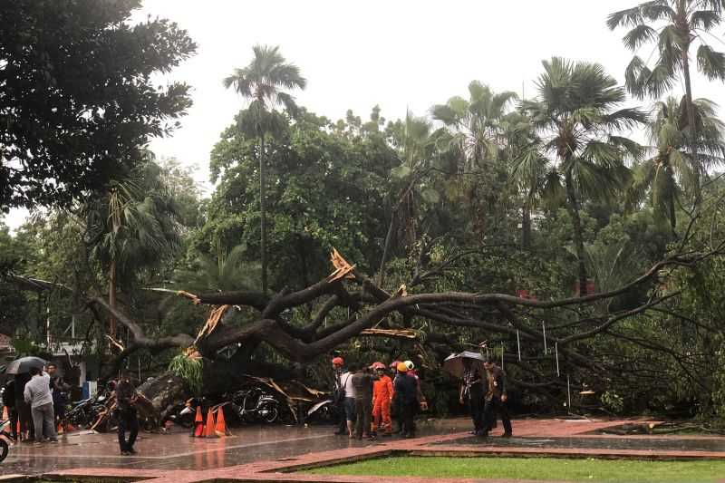 Rawan Tumbang, Semua Pohon Tua di Jakarta Harus Dipangkas