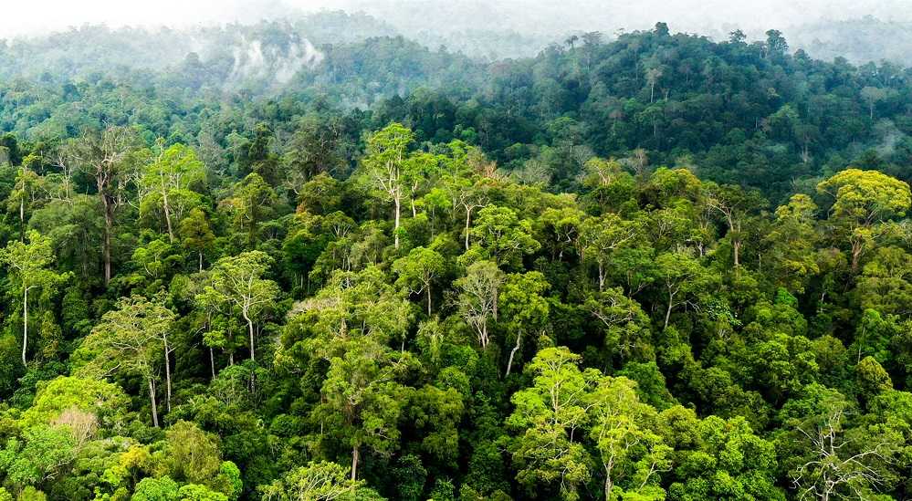 Realisasi Ekspor Produk Hasil Hutan 128,5 Persen dari Target