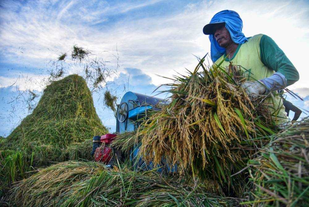 Realisasi penyerapan beras dalam negeri