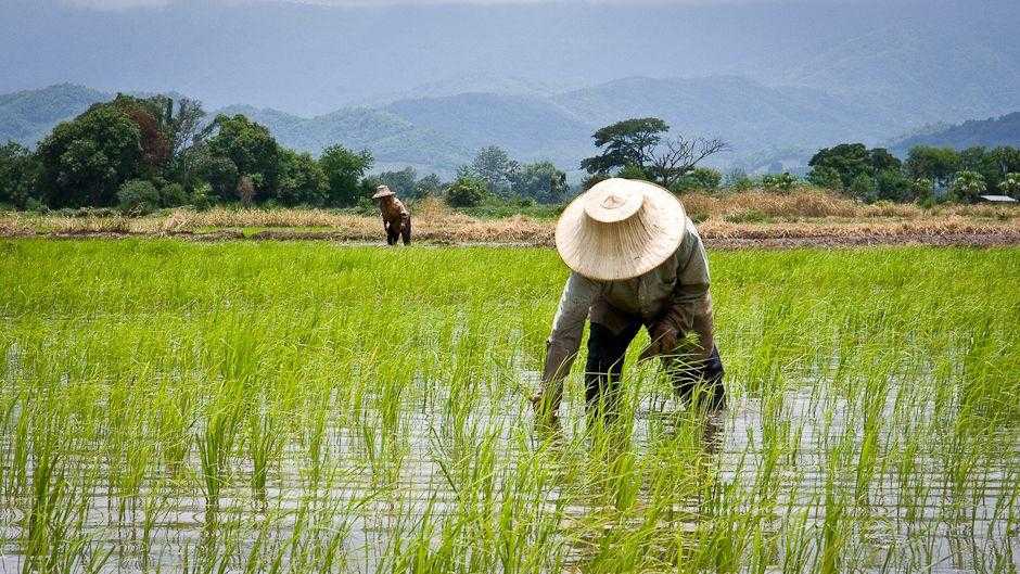 Reforma Agraria Bisa Tekan Biaya Produksi Beras