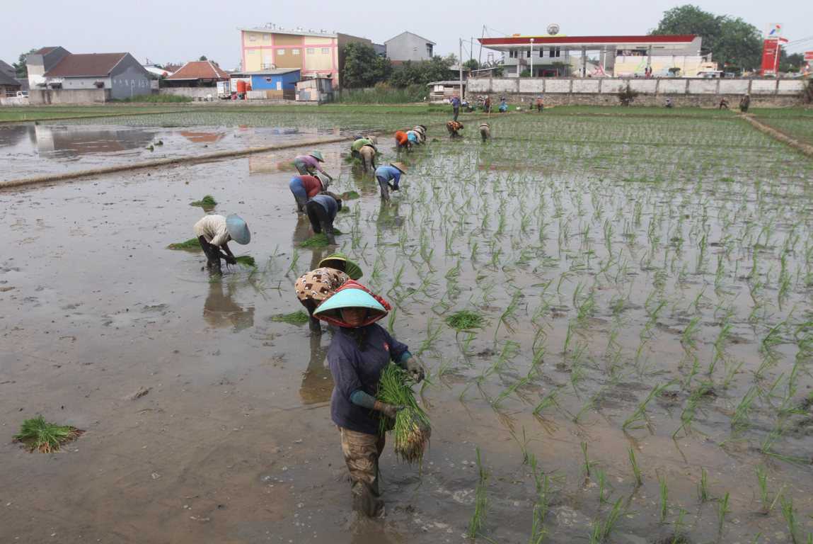 Regenerasi Petani Sulit