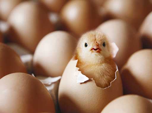 RI Perluas Pasar Ekspor Telur