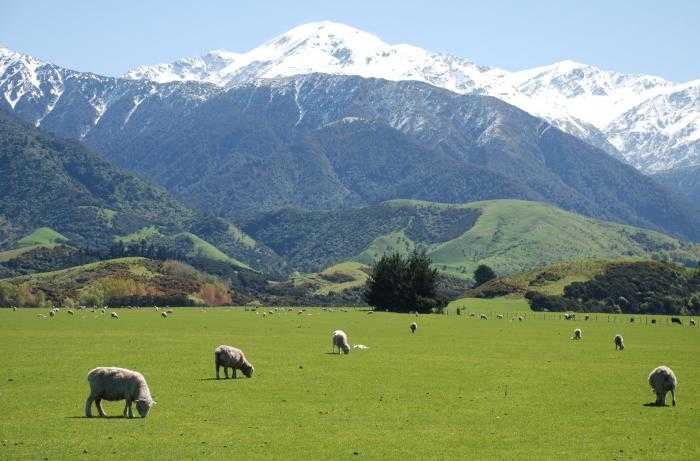 RI-Selandia Baru Kerja Sama Sektor Peternakan