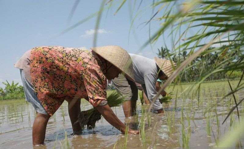 Riau Siapkan 30.000 Hektare Lahan untuk Lumbung Pangan