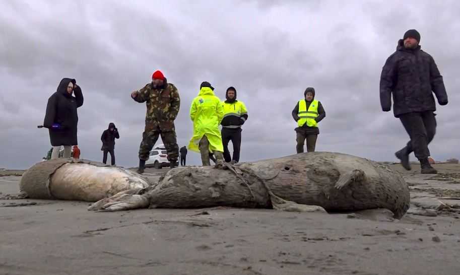 Ribuan Anjing Laut Ditemukan Mati di Pantai Laut Kaspia Rusia