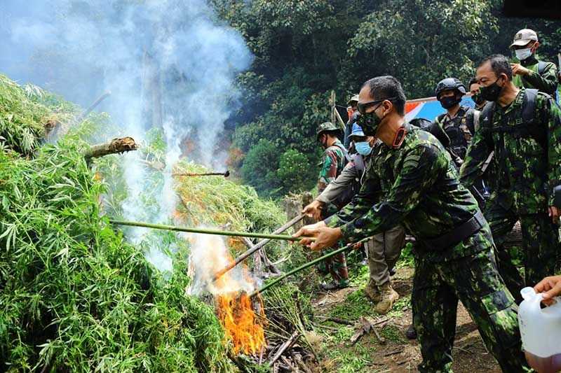 Ribuan Generasi Muda Diselamatkan Masa Depan Mereka, BNN Musnahkan 20 Ribu Batang Ganja di Aceh