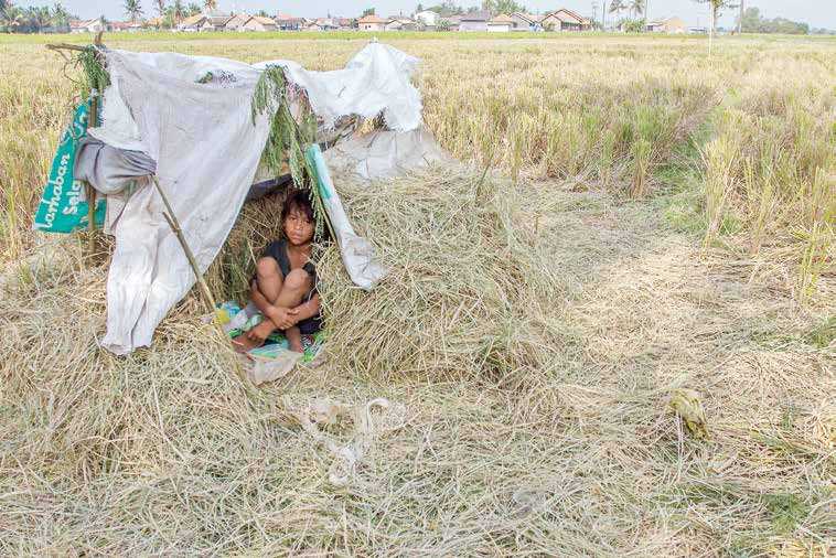 Ribuan hektare sawah di Banten rusak Terdampak kekeringan