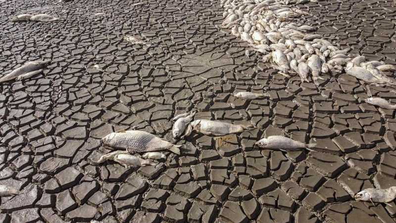 Ribuan Ikan Mati Saat Danau Mengering Akibat Kekeringan di Meksiko