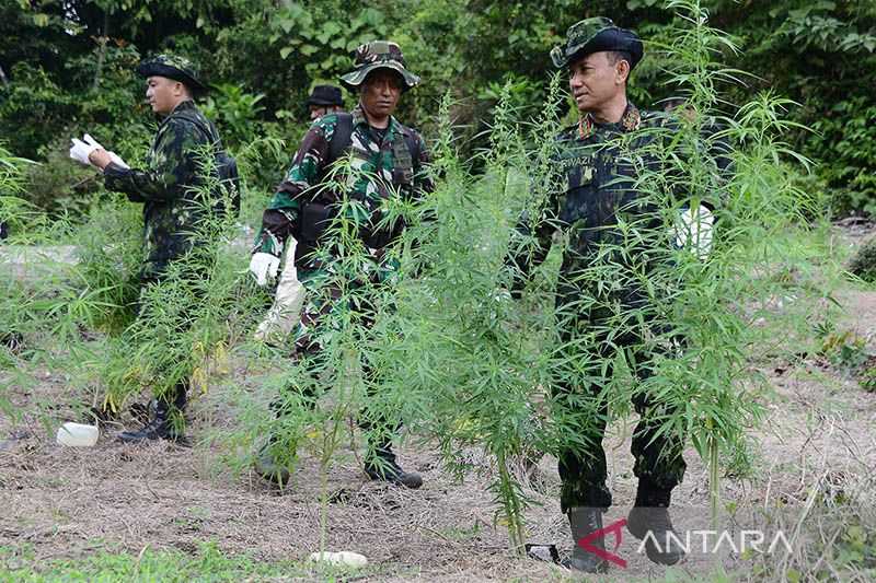 Ribuan Pohon Ganja Siap Panen Ditemukan di Kawasan Pegunungan Aceh