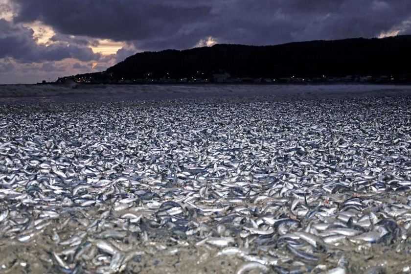 Ribuan Ton Ikan Mati di Pantai Utara Jepang