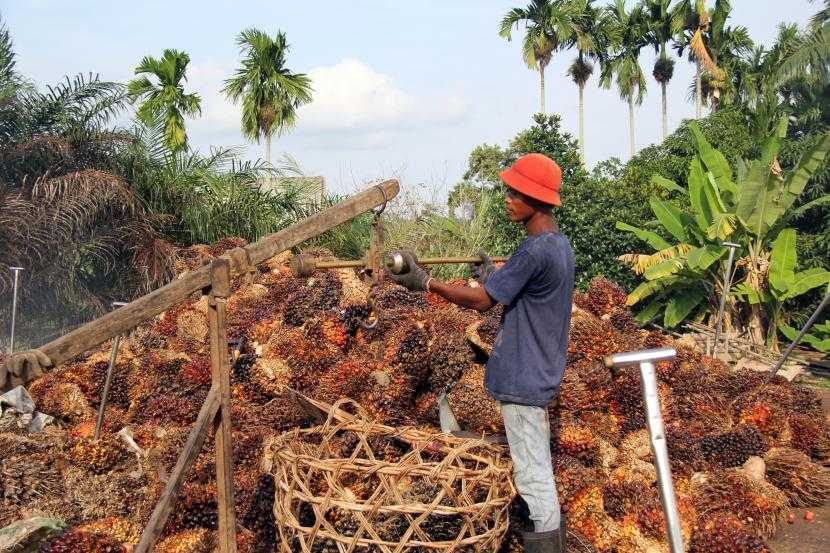 Rugikan Petani Sawit, APPKSI Minta Hapus Pungutan Ekspor CPO, DMO dan DPO