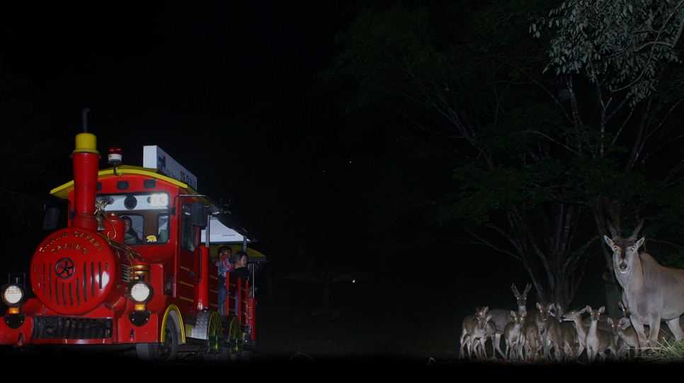 Safari Malam di Taman Safari Bogor Ditutup Sementara