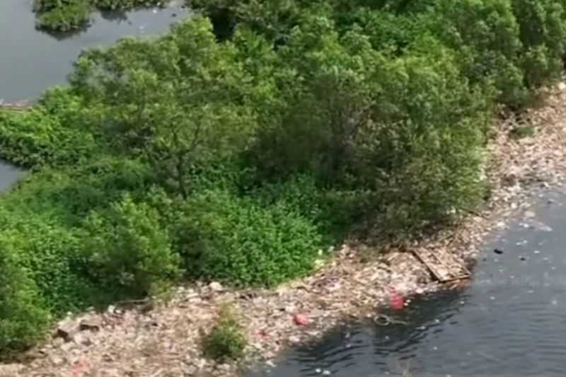 Sampah yang Menuju Hutan Mangrove Harus Dilokalisir
