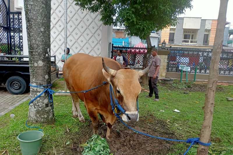 Sapi Kurban Bantuan Presiden Jokowi Diserahkan ke Masjid Raya Maluku