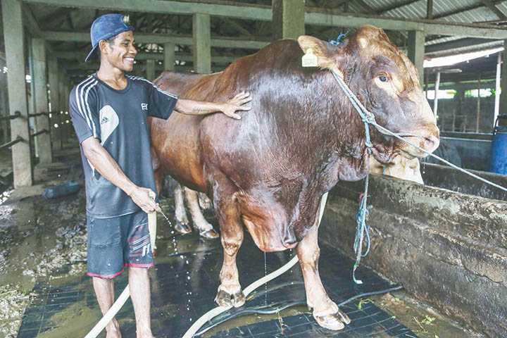 Sapi Kurban Presiden