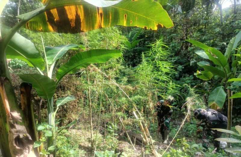 Satgas Pamtas Yonif 126/KC Temukan Ladang Ganja di Wilayah Perbatasan Papua