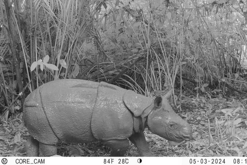 Satu Individu Badak Jawa Lahir di Taman Nasional Ujung Kulon