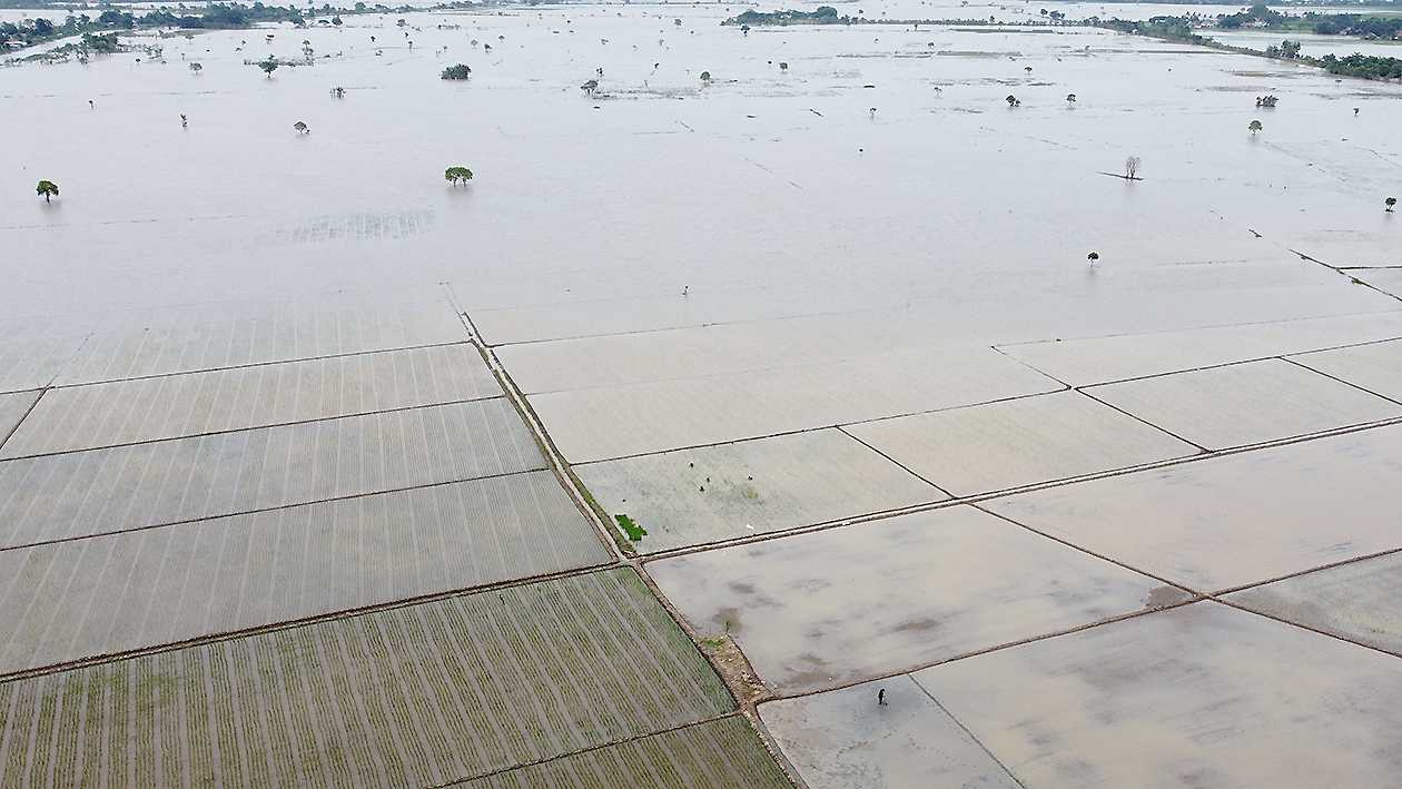 Sawah Terendam Banjir di Desa Sukaringin