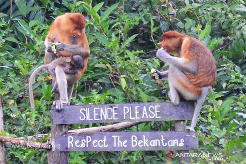 SBI Jaga Ekosistem Lahan Basah Habitat Bekantan di Pulau Curiak