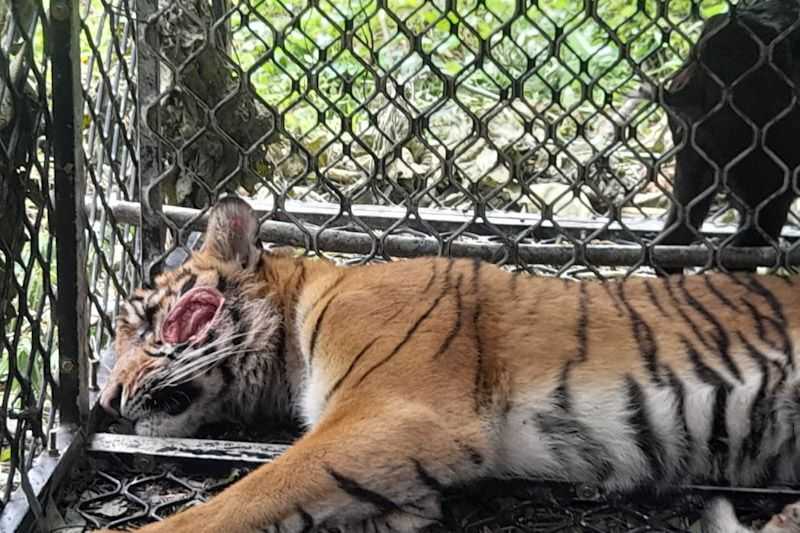 Seekor Harimau Masuk Perangkap Usai Menyerang Warga di Hutan Simpali