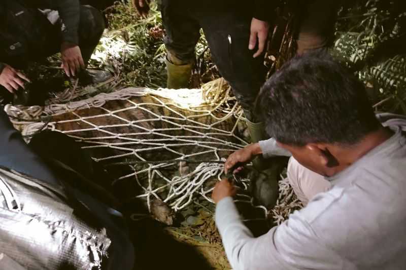 Seekor Harimau Sumatra Mati Terjerat di Sungai Pua Kabupaten Agam