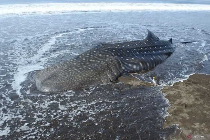 Seekor Hiu Tutul Ditemukan Terdampar di Pesisir Jember