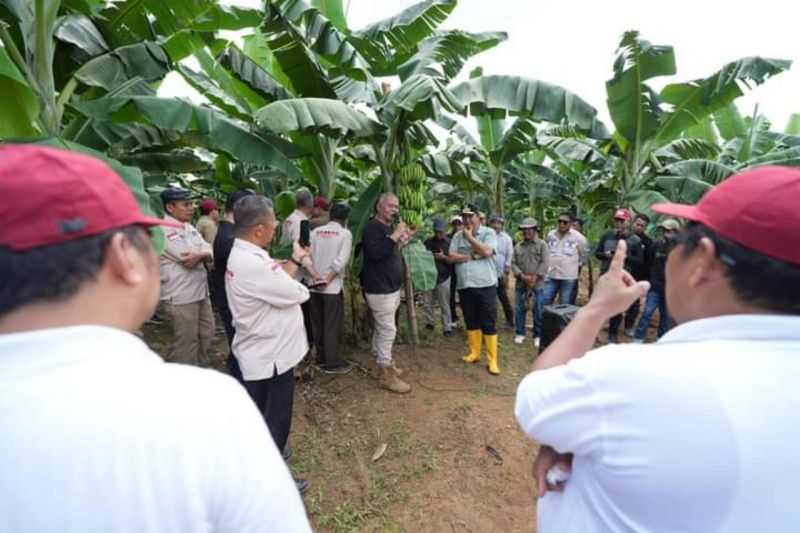 Sejahterakan Petani, Akademisi Unhas Dukung Penjabat Gubernur Sulbar Kembangkan Pisang Cavendish