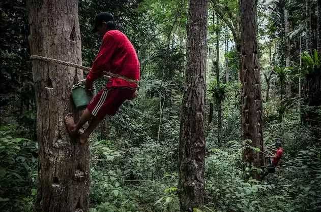 Sejauh Mana Perpres Perhutanan Sosial Ampuh Atasi Masalah Pengelolaan Hutan?
