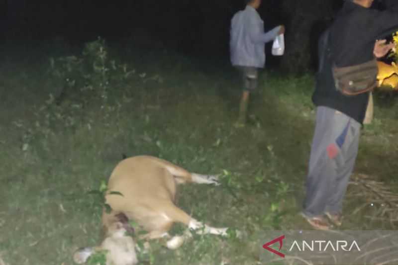 Sekitar 12 ekor sapi dimangsa harimau di Mukomuko Bengkulu