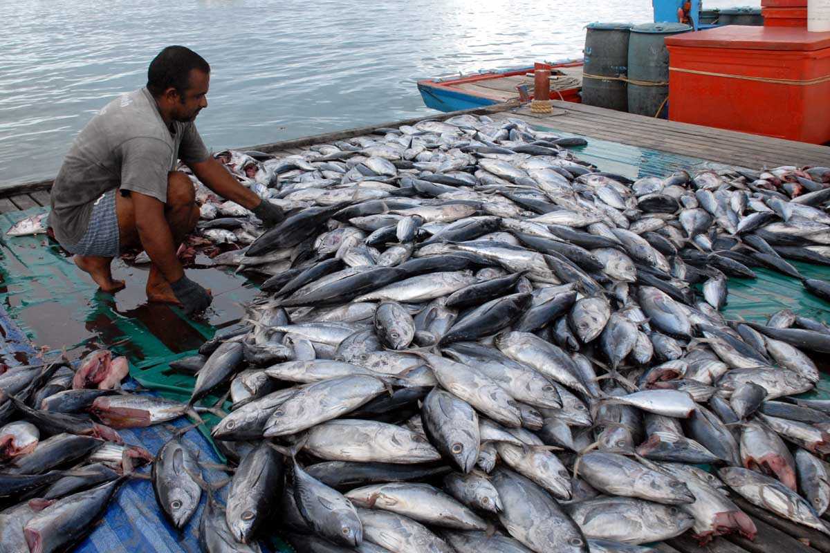 Sektor Perikanan Dapat Akselerasi Perekonomian Pulau Nias