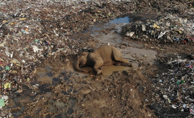 Sekumpulan Gajah Mati Akibat Makan Sampah dari Tempat Pembuangan di Sri Lanka
