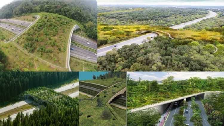 Selaraskan Pembangunan Infrastruktur dan Konservasi Melalui Upaya Mitigasi Perlindungan Flora serta Fauna