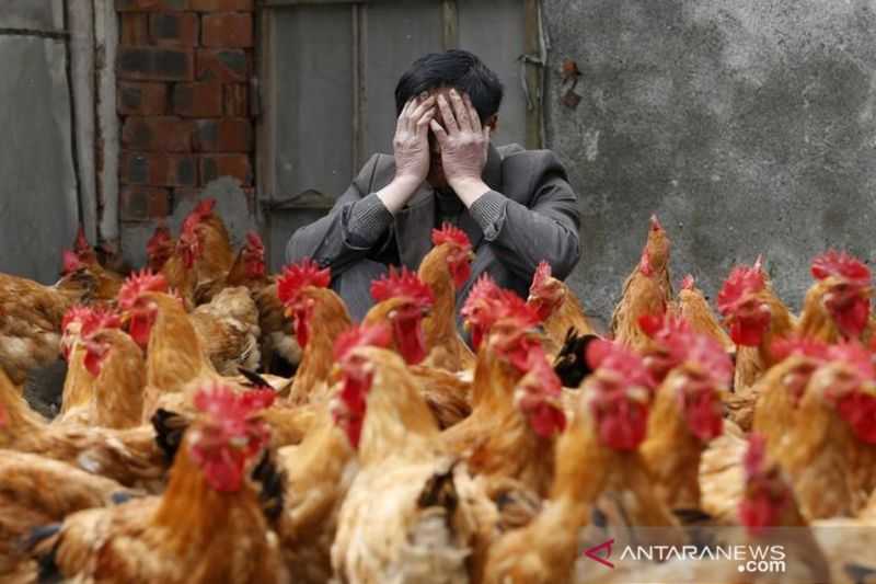 Semoga Tidak Menjadi Wabah, Kasus Flu Burung Ditemukan di Guangdong Tiongkok