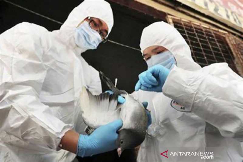 Semoga Tidak Menular ke Indonesia, Tiongkok Temukan Lagi Kasus Flu Burung H5N6 Pada Manusia