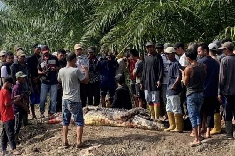 Seorang Warga Riau Tewas Diterkam Buaya Saat Memancing