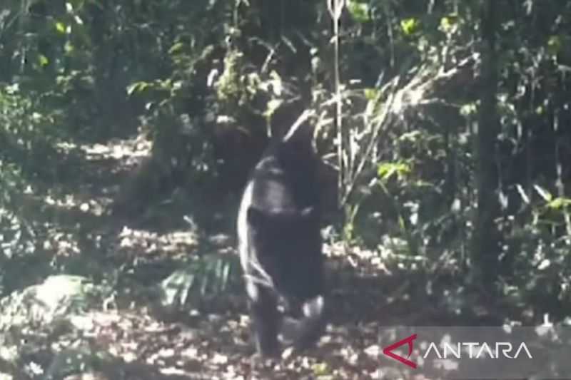 Sepasang Macan Tutul dan Macan Kumbang Terekam CCTV Taman Nasional Gunung Gede Pangrango