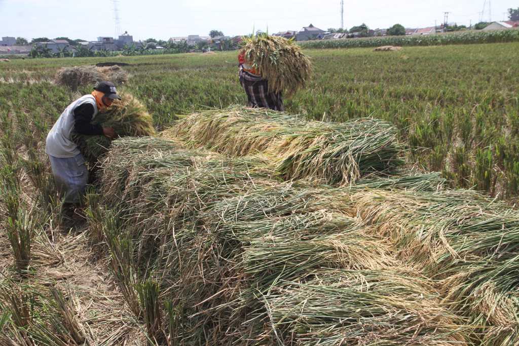 Serap Gabah Petani